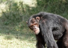שימפנזה בשמורת Ol בקניה. צילום: shutterstock