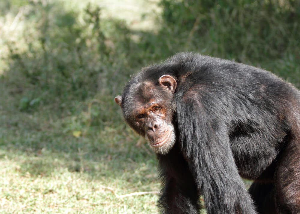 שימפנזה בשמורת Ol בקניה. צילום: shutterstock