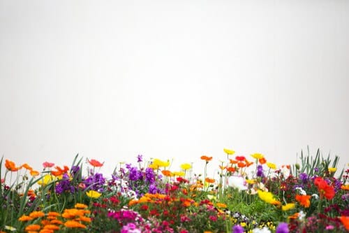 flower garden Photo: shutterstock