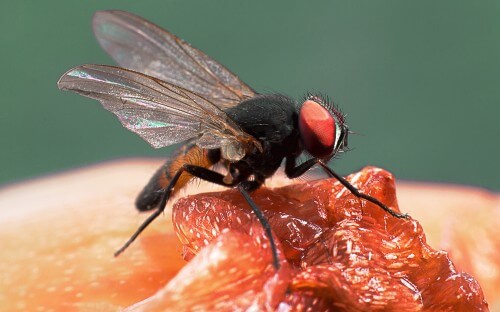 זבוב פירות. צילום: shutterstock