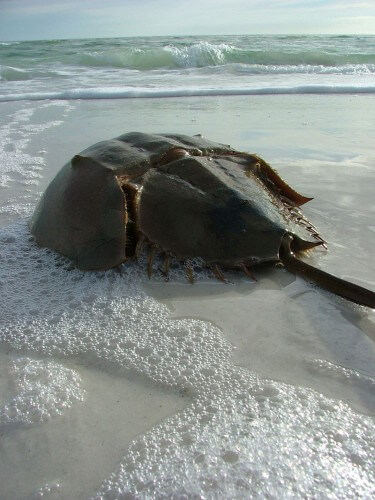 מאובן חי – Horseshoe Crab | צילום: אמנדה, ויקיפדיה
