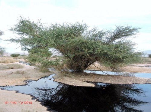 An acacia tree immersed in the oil stain in Ein Evrona, 4/12/14 Photo courtesy of Mori Chen, Eilat.