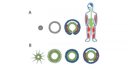 common denominator at the cell level. Embryonic (A) and evolutionary (B) development. Illustration courtesy of the Technion