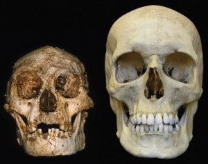 להומו פְלוֹרֶסְיֶינסיס (משמאל) היה מוח שגודלו כשליש ממוחו של הומו סאפיינס (ימין) בן זמנו.קרדיט: פיטר בראון