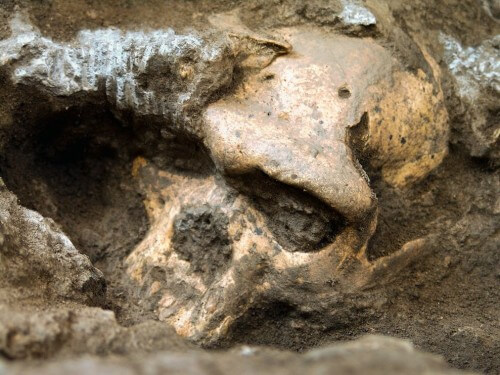 تم اكتشاف جمجمة لأحد أشباه البشر في كهف RISING STAR في جنوب أفريقيا. الصورة: الباحثون