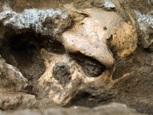 A skull of one of the hominids discovered in the RISING STAR cave in South Africa. Photo: the researchers