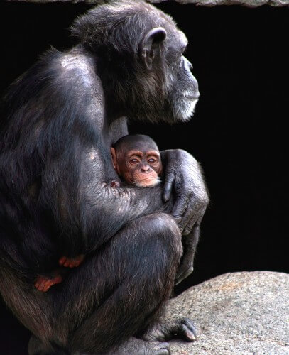 אם שיפנזה ותינוקה. על אף ההבדל בגודל, לשמפנזים יש יכולות קוגניטיביות רבות הדומות לשלנו, מלבד כמה יוצאי דופן חשובים. צילום: shutterstock