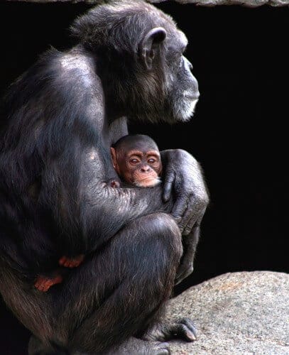 A chimpanzee mother and her baby. Despite the difference in size, chimpanzees have many cognitive abilities similar to ours, with a few important exceptions. Photo: shutterstock