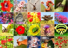 המגוון הביולוגי, קולאז' של צמחים וחרקים. צילומים: shutterstock