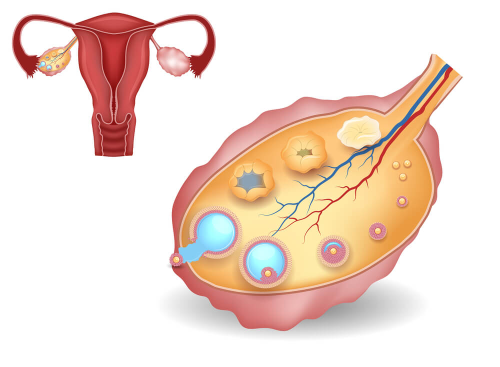 Ovary structure. Illustration: shutterstock