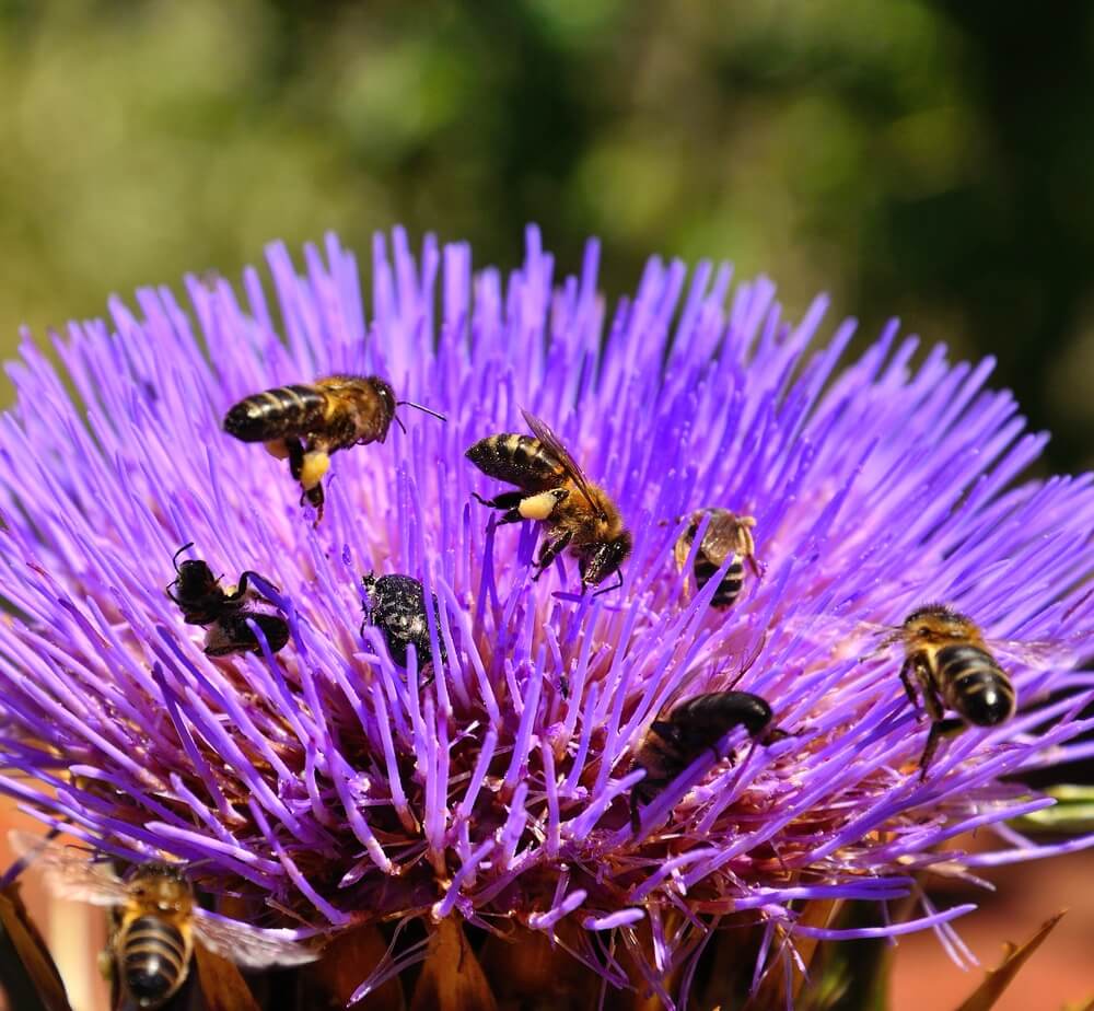 The artichoke flower. Photo: shutterstock