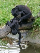 שיתוף פעולה בין שני שימפנזים להשגת מזון. צילום: shutterstock
