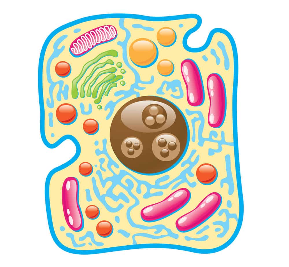 A diagram depicting the structure of a typical human cell. Illustration: shutterstock