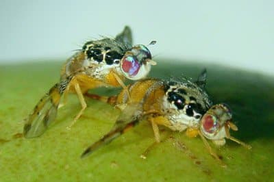 Sterilized flies. Photo: BioBee company, Kibbutz Sde Eliyahu