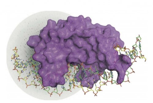 يتوافق الإنزيم I-DmoI (اللون الأرجواني) بدقة مع الحلزون المزدوج للحمض النووي (الأصفر والأخضر) [بإذن من CNIO]