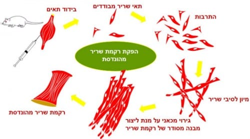 קשיים רבים בדרך ליצירת רקמה תלת מימדית. תהליך ייצור התאים. איור באדיבות המעבדה להנדסת רקמות, אונ'' ת"א