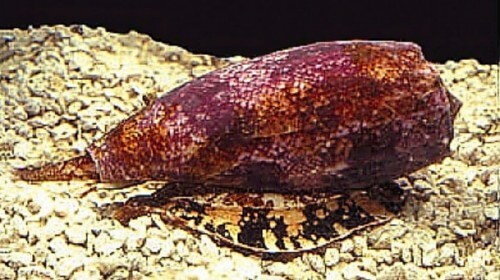 אחד היצורים הקטלניים בעולם. חילזון Conus geographus | צילום: Kerry Matz National