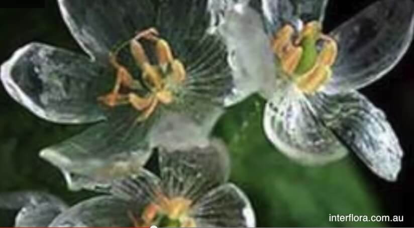 The skeleton flower - turns transparent in the rain. Screenshot from YOUTUBE - The image is taken from the website of the flower delivery company Interflora