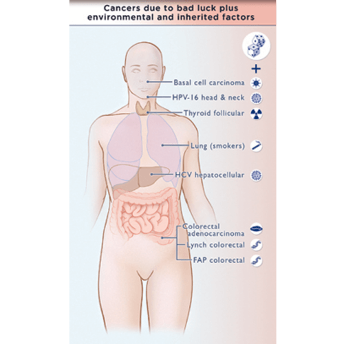 أنواع السرطان الناتجة عن التعرض لعوامل بيئية أو وراثية. الرسم التوضيحي: كلية الطب بجامعة جونز هوبكنز