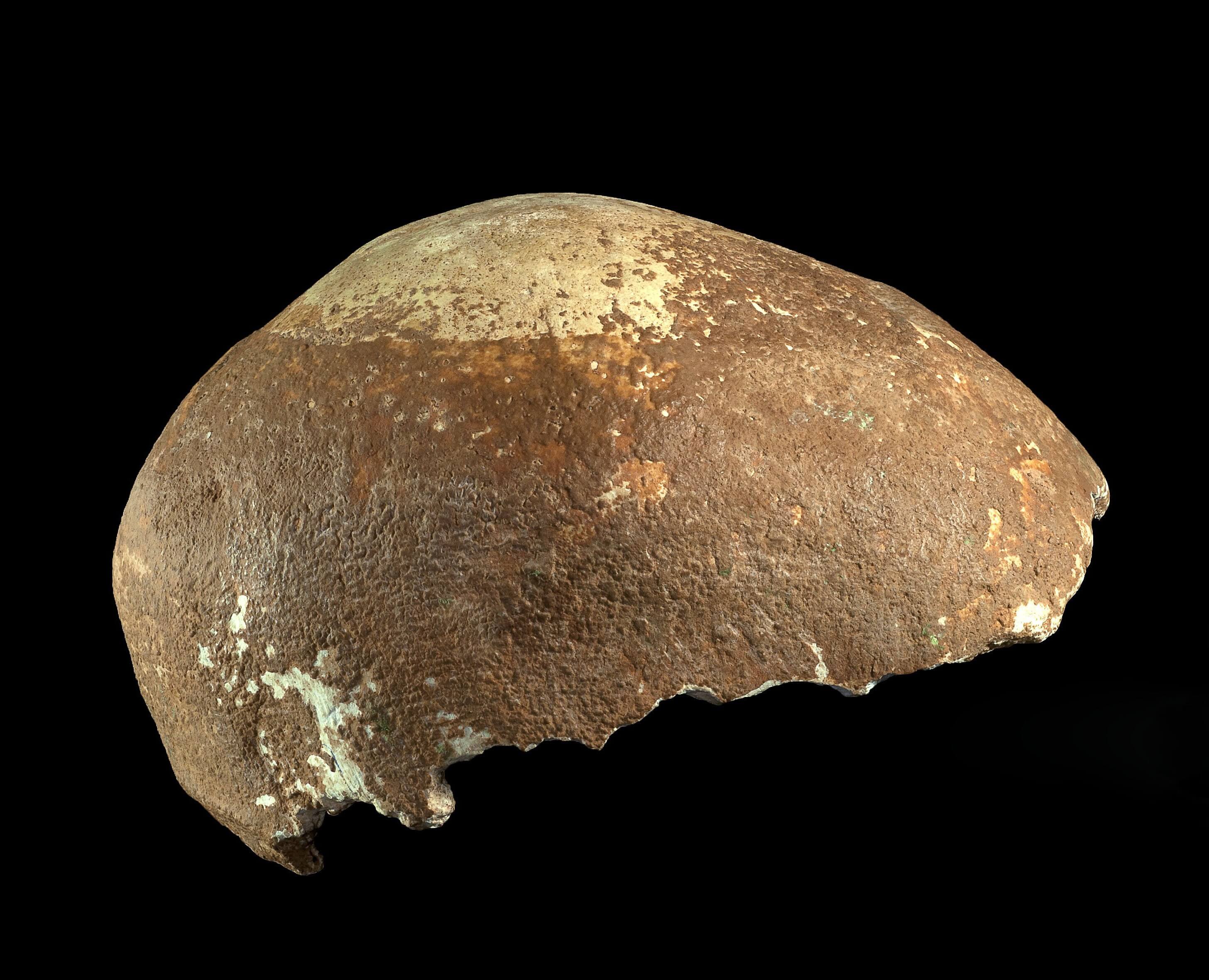 גולגולת אדם מודרני מלפני 55 אלף שנה שהתגלתה במערת מנות בגליל המערבי. צילום: קלרה עמית, באדיבות רשות העתיקות