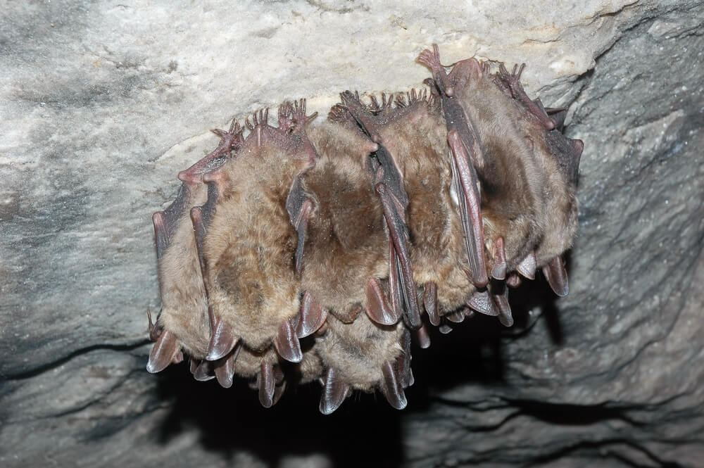 מושבת עטלפים בעלי זנב חופשי. צילום: shutterstock