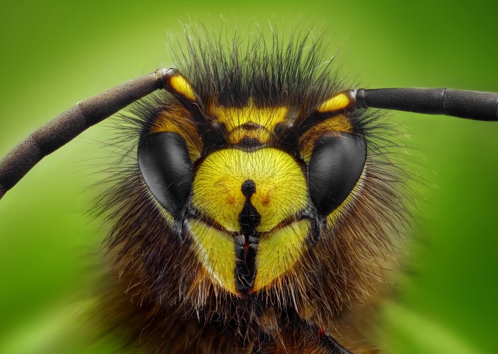 A wasp magnified under a microscope. Photo: shutterstock