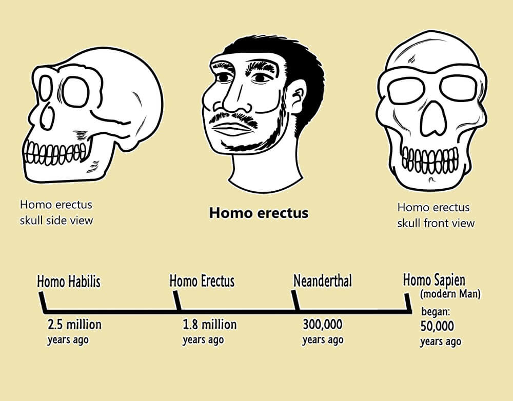 Homo erectus, and the timeline of human development. Illustration: shutterstock