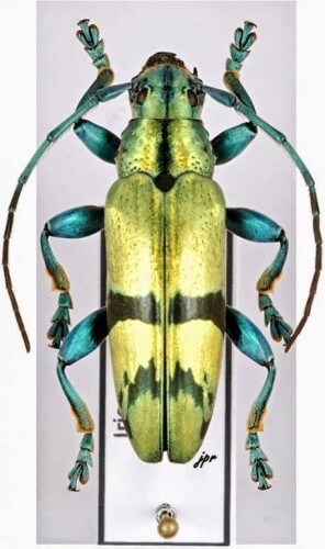 Cerambycidae Lamiinae Image courtesy of Jean-Philippe Roguet