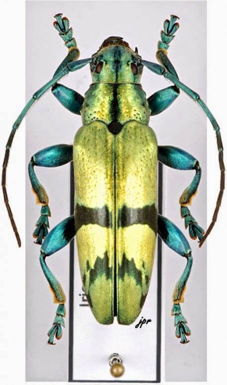 Cerambycidae Lamiinae תמונה באדיבות Jean-Philippe Roguet
