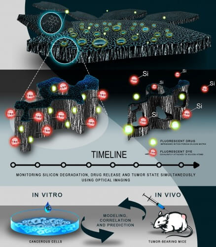 Porous silicon particles are used as a platform to transport anticancer drugs (colored in the diagram in glowing green) and release them in breast cancer tumors. The degradation of silicon in the cancerous tumor environment was studied using innovative imaging methods. The researchers followed the breakdown of the substance in the cancerous tissue and revealed its breakdown mechanism, which allows the release of drugs trapped in the porous medium.