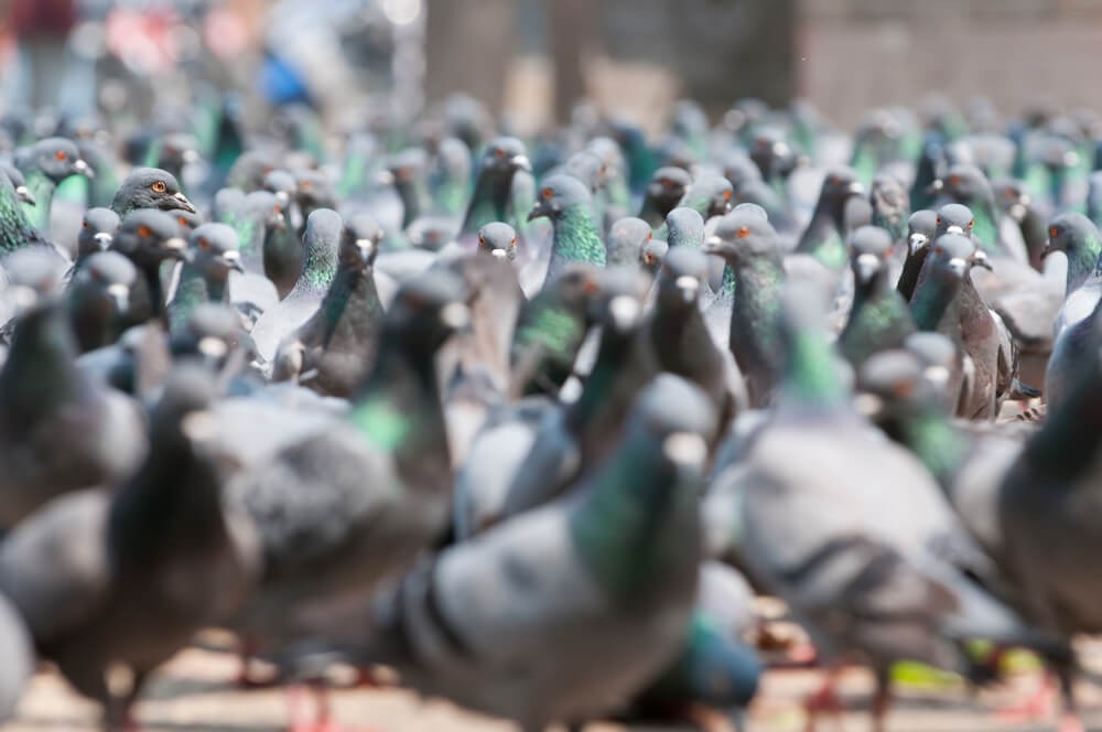 Pigeons at Dumbar Square in Kathmandu. Photo: shutterstock