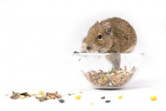 עכבר מעבדה אוכל ממתקים. המחשה: shutterstock
