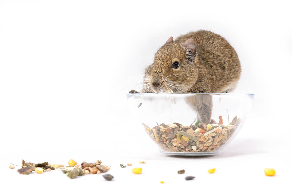 A lab mouse eats candy. Illustration: shutterstock