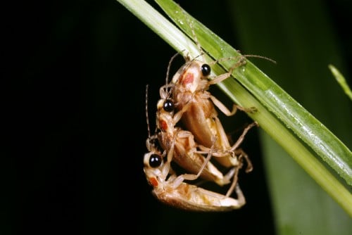 fireflies Photo: shutterstock