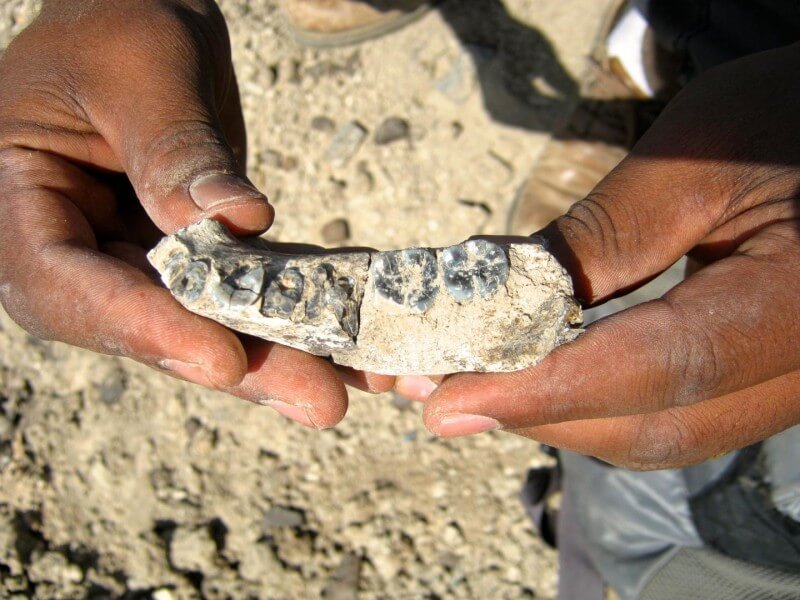קלאצ'או סיום, דוקטורנט באוניבריסטת אריזונה, ממוצא אתיופי מציג את עצם הלסת שגילה באתר במדינת אפאר שבאתיופיה ואשר מתארכת את המינים הראשונים בשושלת האנושית ל-2.8 מיליון שנה. צילום: אוניברסיטת מדינת אריזונה
