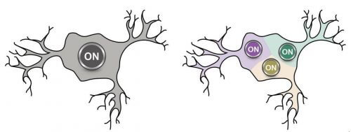 مبدأ عمل الخلية العصبية الذي تم قبوله منذ حوالي قرن (يسار) والمبدأ الذي تم اكتشافه للتو والذي فيه حساسية لاتجاه المحفز (يمين) بإذن من جامعة بار إيلان.