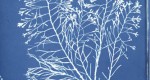 One of the seaweeds is from the collection of Anna Atkins, who also photographed it.