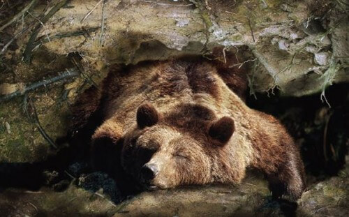 Credit: ALAMY. Brown bears are able to persist in their hibernation for eight months.