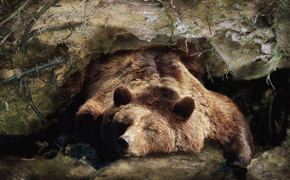 Credit: ALAMY. Brown bears are able to persist in their hibernation for eight months.