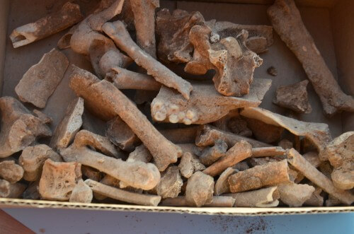 עצמות בעלי חיים מלפני 5000 שנה שנתגלו בחפירה, ובהם חזירי בר, כבשים ועיזים. צילום: יולי שוורץ, באדיבות רשות העתיקות