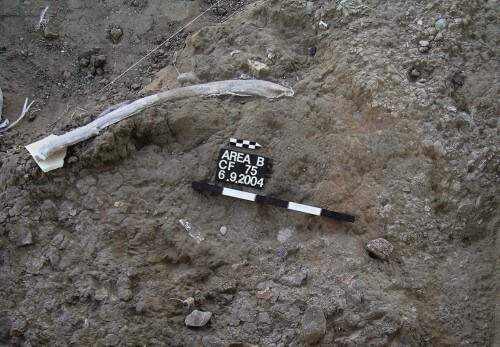 An elephant's rib with cut marks on it, together with flint tools including a hand stone as found in the excavation at the Ravadi site. Photo: Dr. Ran Barkai, Tel Aviv University