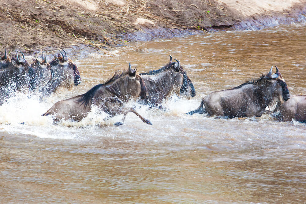 A wildebeest herd crosses a river in the great migration of 2008. Photo: shutterstock