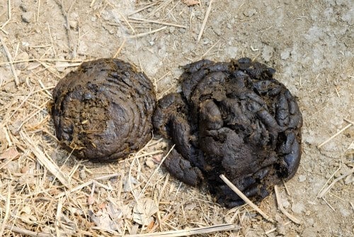 Cow dung. Photo: shutterstock