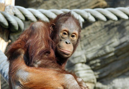 A young orangutan in Borneo. Photo: shutterstock