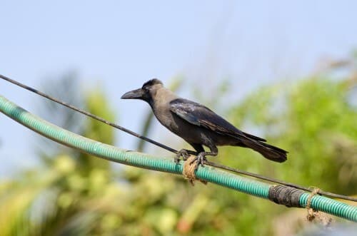 עורב הודי בגואה. צילום: shutterstock