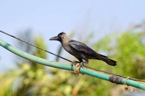 עורב הודי בגואה. צילום:  shutterstock