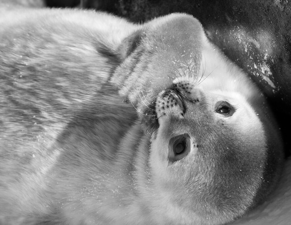 A seal pup in Antarctica. Photo: shutterstock