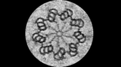 A centriole as photographed with an electron microscope. Photo: © Pierre Gönczy/EPF