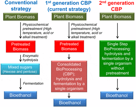 A comparison of approaches to bioethanol production, including the approach of second-generation integrated bioprocessing that includes a one-step process in which a unique strain of bacteria breaks down the cellular biomass that has not undergone pretreatment and converts the resulting sugars into ethanol-type biofuel. [Courtesy © (2014) National Academy of Sciences, USA]