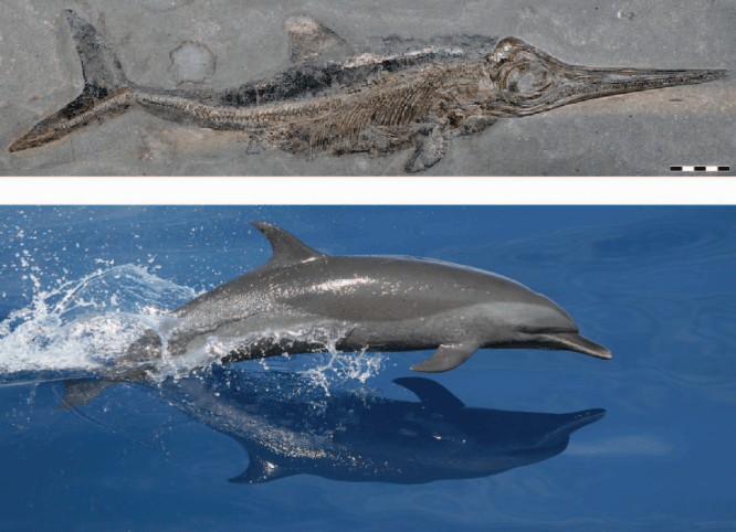 בתמונה דולפינים מודרניים ואיכטיוזאורוס, זוחל ימי שנכחד. כל אחד הגיע מקבוצה יבשתית אחרת, אך באופן עצמאי הם התאימו את עצמם לחיים בים. image courtesy of Lindgren et. al, Nature Publishing Group